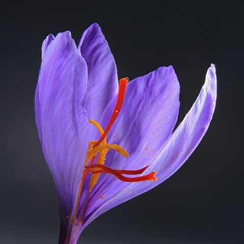 saffron inside of flower