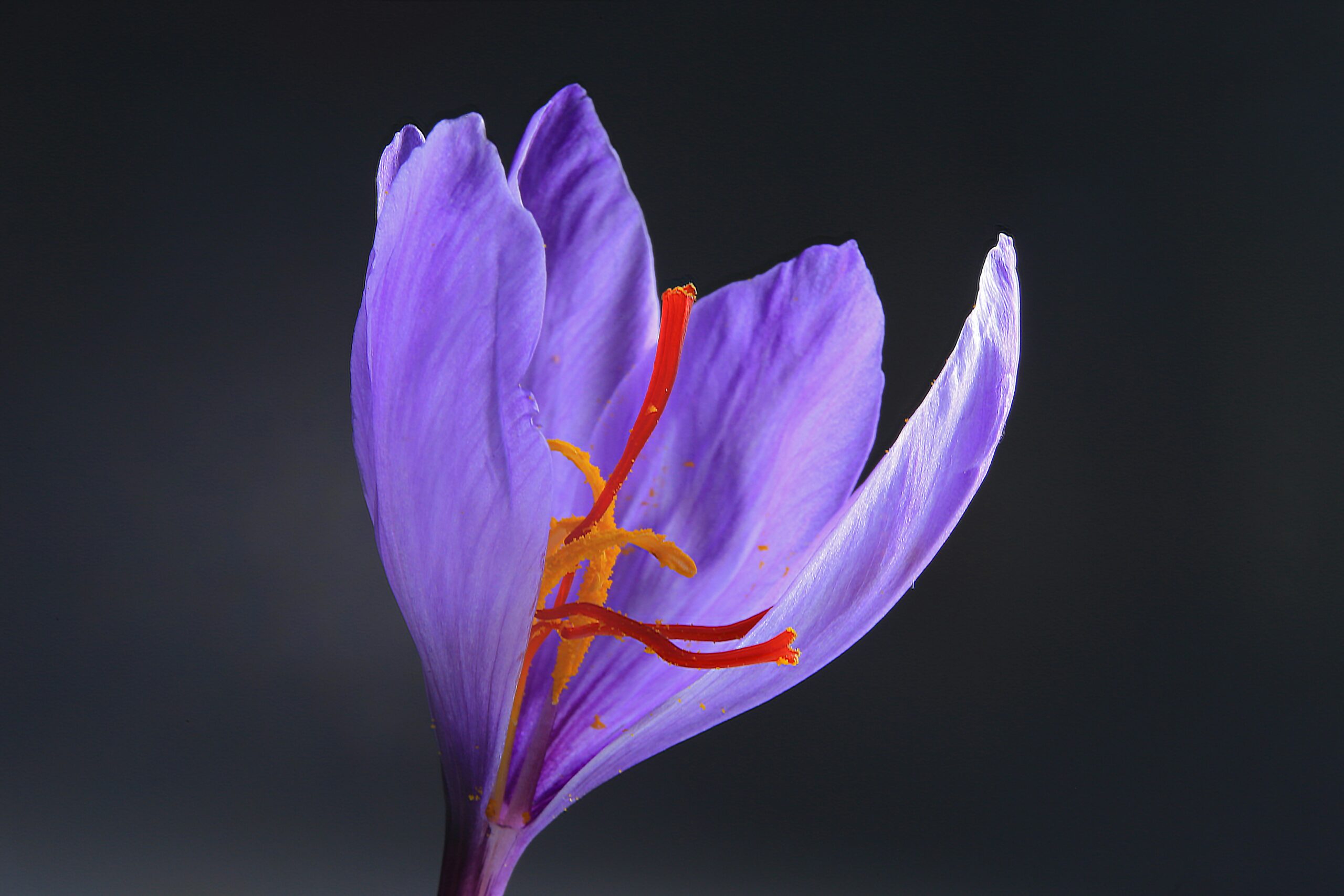 saffron inside of flower